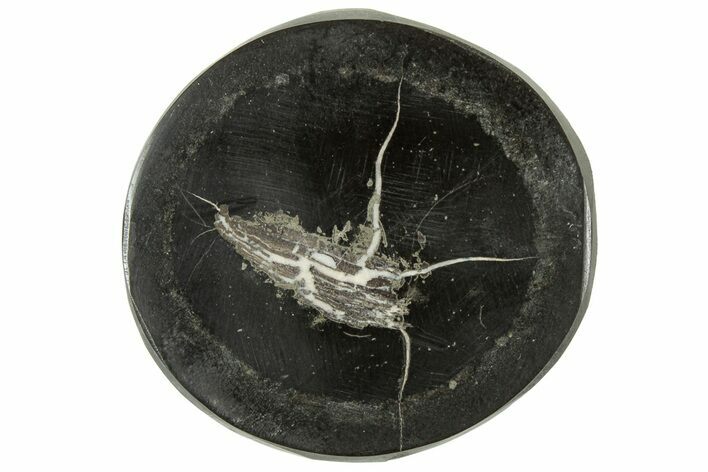 Polished Fish Coprolite (Fossil Poo) Nodule Half - Scotland #314923